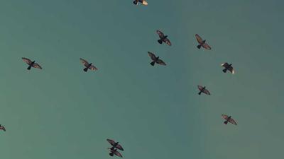 精品咖啡烘焙工坊海报