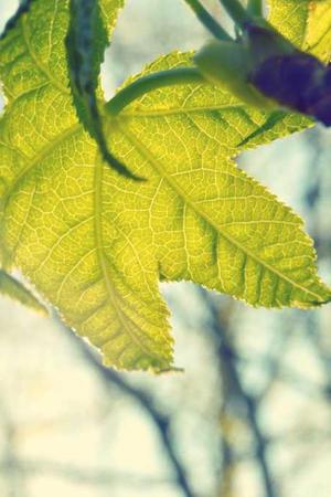 瑞士阿尔卑斯山旅行海报