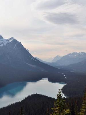 有效的寻猫启事传单